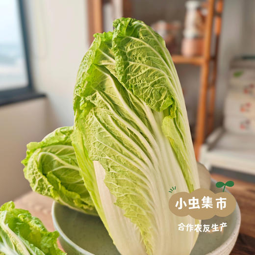 【丰产特惠】河南生态老品种大白菜 4.8斤/7.8斤/20斤 | 合作农友生产，产自河南平顶山，生产者：梁贤峰 *【公平贸易农人定价】 商品图6