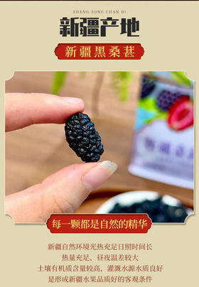 【自营】正宗新疆桑葚干黑桑椹干特级免洗精选大果无沙即食泡水养生喝228g基地直邮