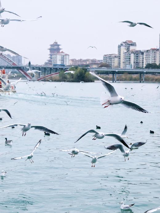 元旦1.1【绵阳·“鳞潜羽翔”地理自然主题一日营】三江湖湿地公园海鸥观测、寻龙山天然溶洞地质探秘、龙隐山民俗文化体验 商品图4