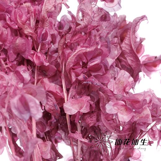 永生花材 | 迎客豆葡萄紫 商品图2