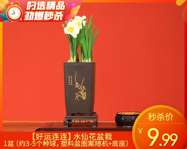 【好运连连】水仙花盆栽/1盆（约3-5个种球，塑料盆图案随机+底座）