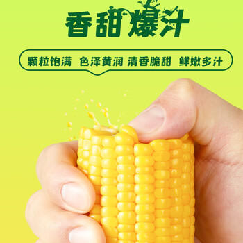十月稻田 水果甜玉米 8根 3.52斤 真空开袋即食 低脂早餐 粗粮礼盒 /粮油调味 /杂粮 /谷米类 商品图0