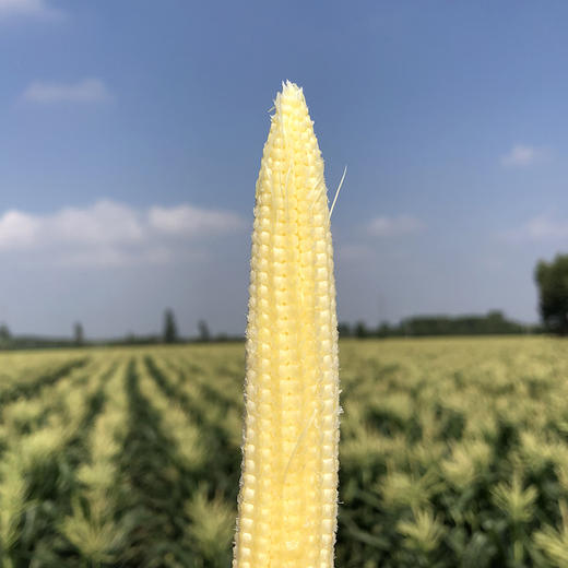 【带皮玉米笋】拥有独特清香，脆甜多汁，鲜嫩可口，连籽带穗食用更美味 商品图1