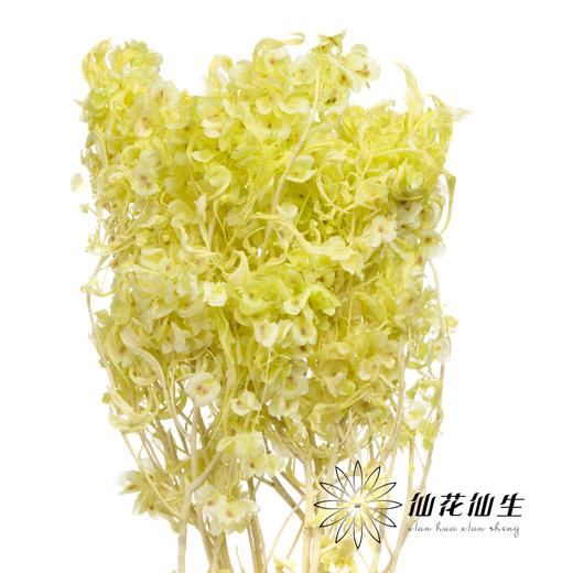 永生花材 | 迎客豆果绿色 商品图1