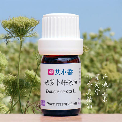 胡萝卜籽精油 气味不好闻 葡萄牙产地 商品图0