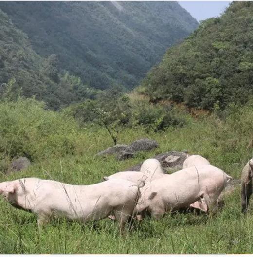 腊味香肠500克 商品图4