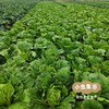 【丰产特惠】河南生态老品种大白菜 4.8斤/7.8斤/20斤 | 合作农友生产，产自河南平顶山，生产者：梁贤峰 *【公平贸易农人定价】 商品缩略图4