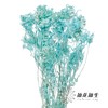 永生花材 | 迎客豆尼蓝色 商品缩略图1