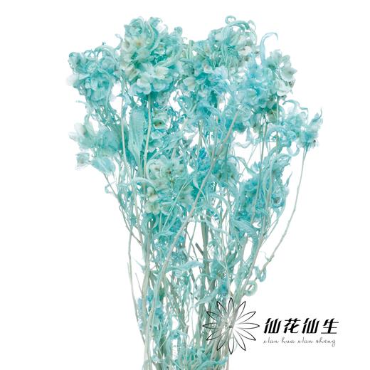 永生花材 | 迎客豆尼蓝色 商品图1