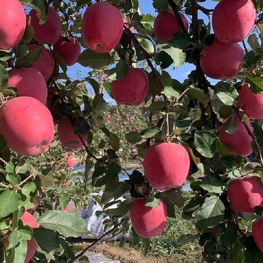 葫芦河静宁苹果 24枚7-10斤装 , 京东顺丰包邮 绿色食品认证 中国优质苹果 商品图3