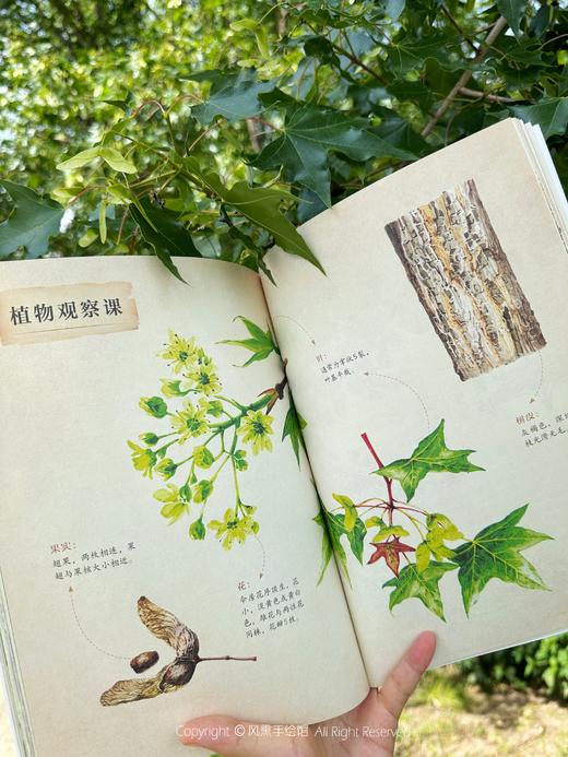 和孩子一起认识中国植物（套装3册） 商品图4