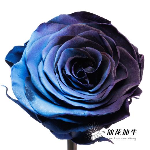厄瓜多尔单头玫瑰 | 黑金沙 BLACK GALAXY 商品图1