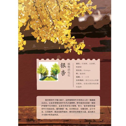 《和孩子一起认识中国植物》（全3册） 商品图12