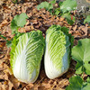 生态白菜/大白菜（基地直发-京东包邮）| 5斤/件，来自四川成都，生产者：胡雪梅【合作生产，公平贸易】 商品缩略图2