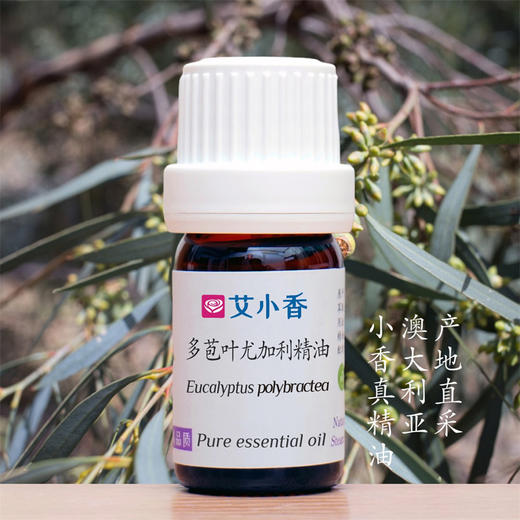 多苞叶尤加利精油 澳洲产地直采 神清气爽净化环境守护 商品图0