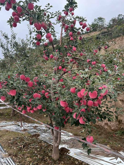 红苹果12枚尝鲜75-80酸甜可口脆甜多汁 商品图4