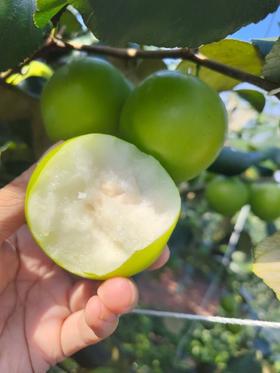 西双版纳苹果枣 