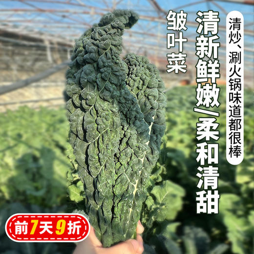 北京本地新鲜皱叶菜 特色蔬菜  清新鲜嫩 柔和清甜 适合清炒火锅 
 300g 商品图0