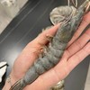 【顺丰包邮】南海大虾南海纯净海域海捕野生大虾 活虾单只速冻 从捕捞到装箱不超过6小时 去冰去盒净重3斤 性价比直接拉满 顺丰基地直邮 商品缩略图1