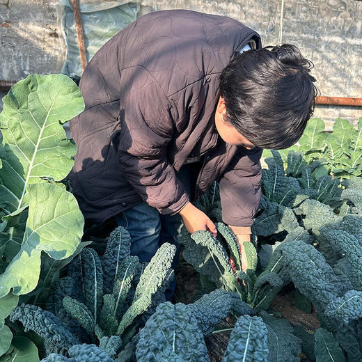 北京本地新鲜皱叶菜 特色蔬菜  清新鲜嫩 柔和清甜 适合清炒火锅 
 300g 商品图2