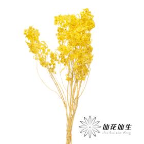 永生花材 | 迎客豆浅黄