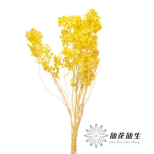 永生花材 | 迎客豆浅黄 商品图0