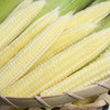 【带皮玉米笋】拥有独特清香，脆甜多汁，鲜嫩可口，连籽带穗食用更美味 商品缩略图3