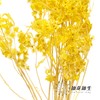 永生花材 | 迎客豆浅黄 商品缩略图1