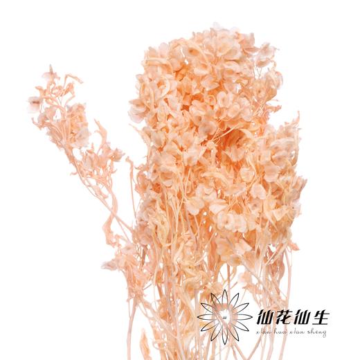 永生花材 | 迎客豆肉粉 商品图1