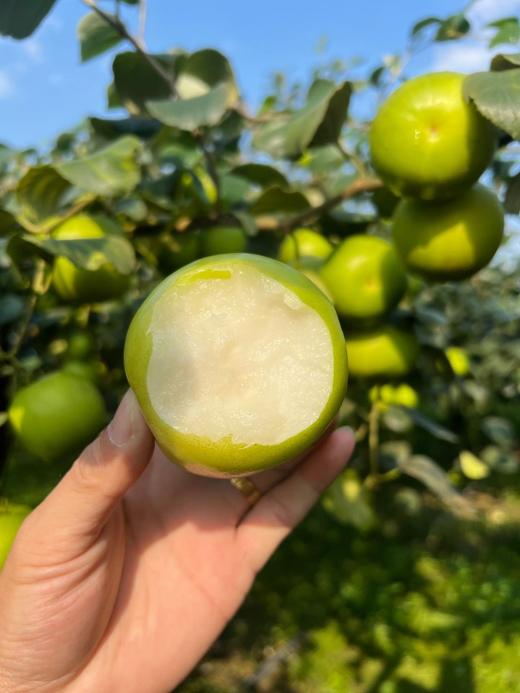 西双版纳苹果枣  商品图2