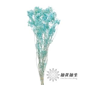 永生花材 | 迎客豆尼蓝色