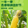 十月稻田 水果甜玉米 8根 3.52斤 真空开袋即食 低脂早餐 粗粮礼盒 /粮油调味 /杂粮 /谷米类 商品缩略图5