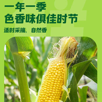 十月稻田 水果甜玉米 8根 3.52斤 真空开袋即食 低脂早餐 粗粮礼盒 /粮油调味 /杂粮 /谷米类 商品图5