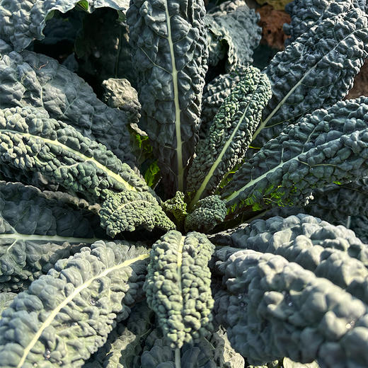 北京本地新鲜皱叶菜 特色蔬菜  清新鲜嫩 柔和清甜 适合清炒火锅 
 300g 商品图5