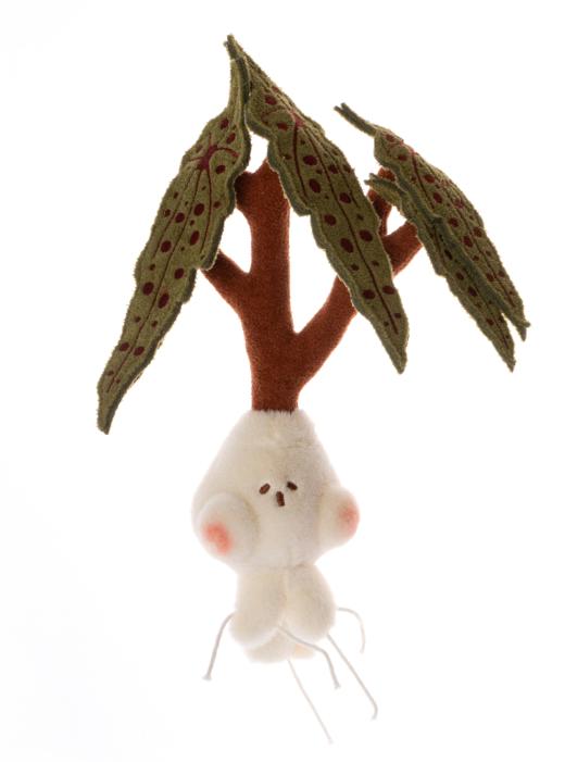 logaloga/B6015/细叶粉点秋海棠盆栽摆件 商品图5