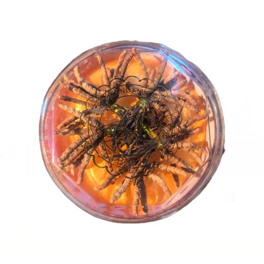 9.9元/根 青海野生冬虫夏草(网红小草)  50根/盒 商品图0