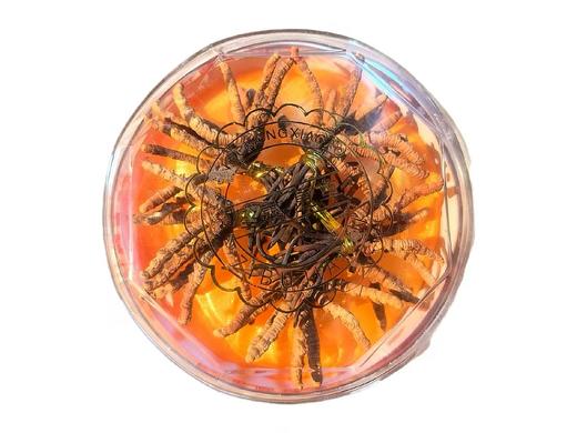 19.9元/根 青海野生冬虫夏草(网红小草)50根/盒 商品图0