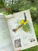 和孩子一起认识中国植物（套装3册） 商品缩略图8