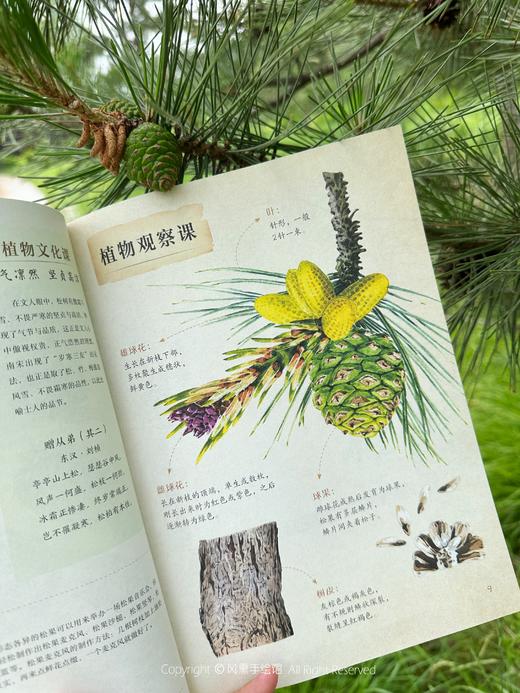和孩子一起认识中国植物（套装3册） 商品图8