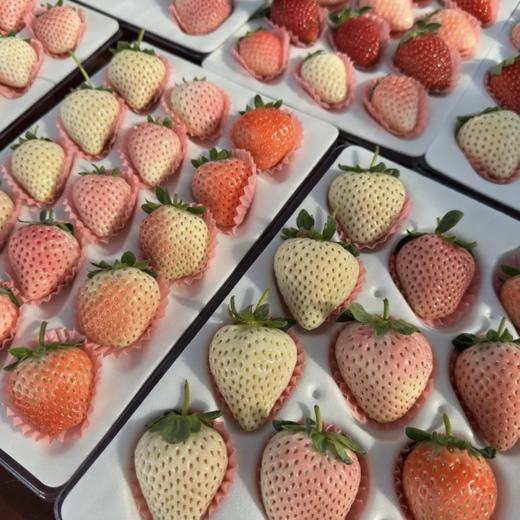 顺丰次日达丨草莓盲盒【随机多品种混搭大果，可留言许愿】 商品图2