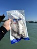 xm[渔民私藏的咸香秘方-断货王，肉质饱满到犯规！好吃到报警]一口沦陷！下酒追剧封神！店铺招牌爆款大眼鱼干 饱满大纯肉，香煎味道咸香可口，咸香浓郁自带海洋气息 商品缩略图5
