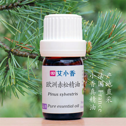 欧洲赤松精油 法国产地直采 木质自然香薰 松林男士香调 商品图0