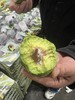 智利即食牛油果，孕妈能量果，口感软香滑糯，熟果放冰箱保存，青果常温保存 商品缩略图1
