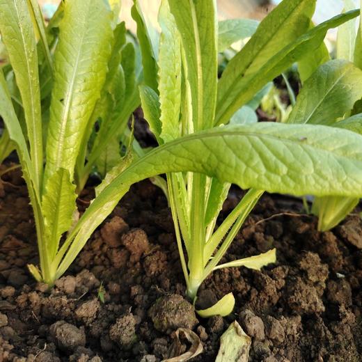 自然农法种植8种蔬菜组合箱 商品图11