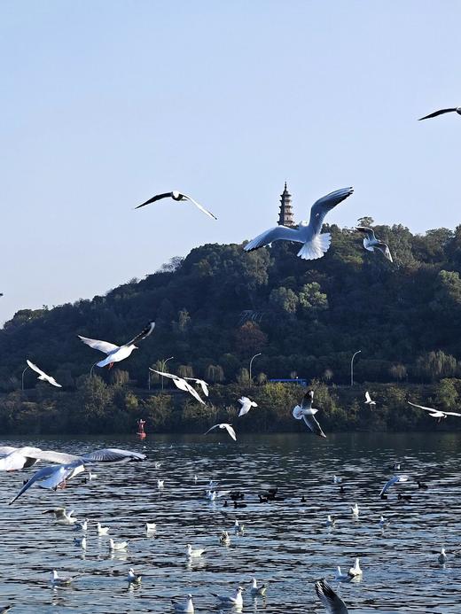 元旦1.1【绵阳·“鳞潜羽翔”地理自然主题一日营】三江湖湿地公园海鸥观测、寻龙山天然溶洞地质探秘、龙隐山民俗文化体验 商品图2