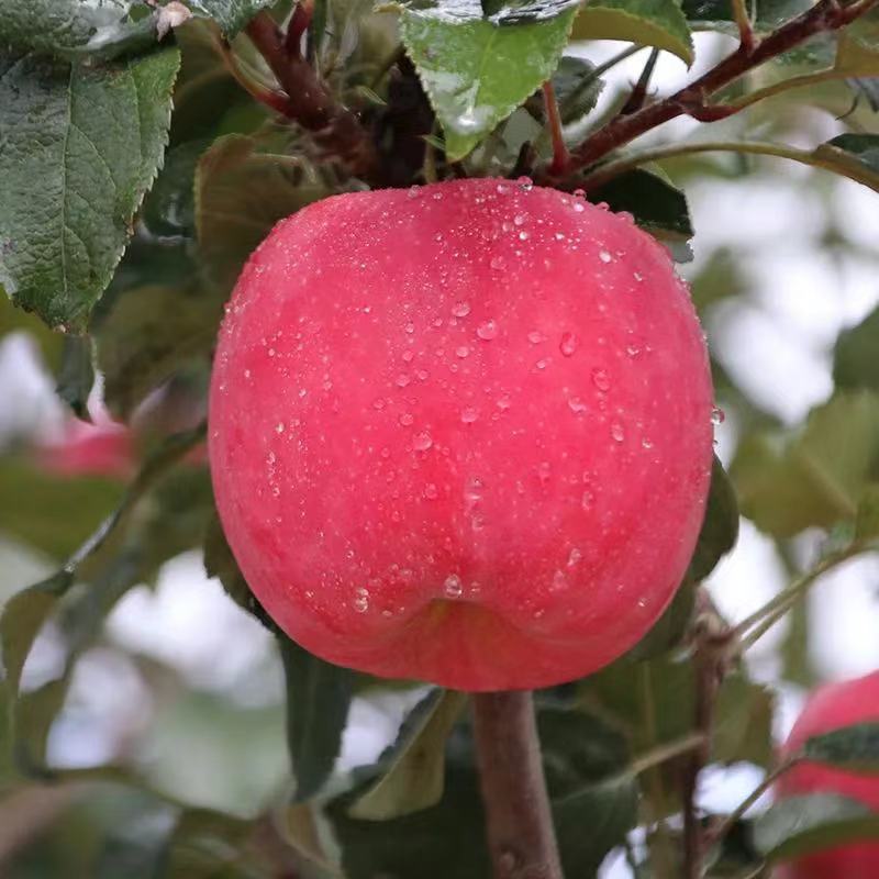 葫芦河静宁苹果12枚装 , 京东顺丰包邮