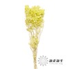 永生花材 | 迎客豆果绿色 商品缩略图0