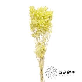 永生花材 | 迎客豆果绿色