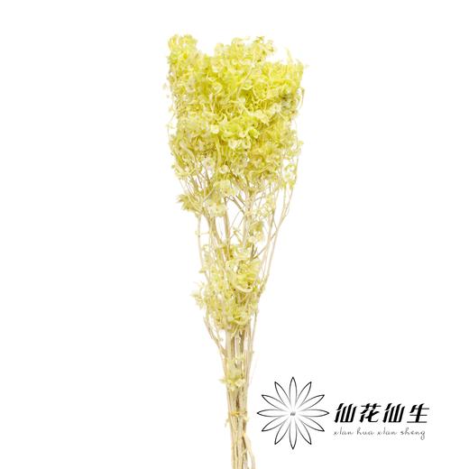 永生花材 | 迎客豆果绿色 商品图0