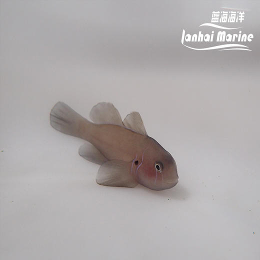 蓝线灰蟋蟀 商品图3